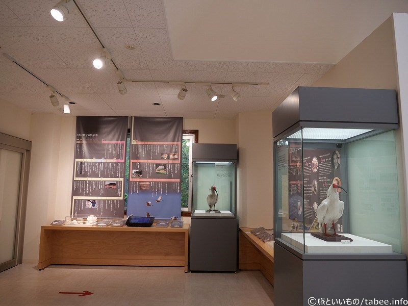 トキの展示
