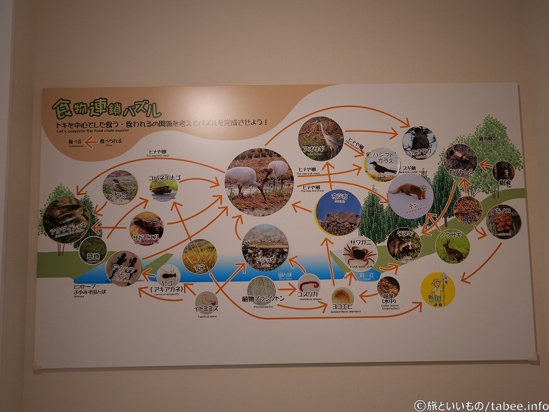 食物連鎖パズル