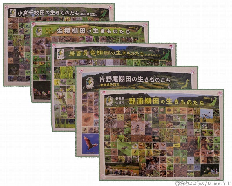 佐渡市の棚田と生き物の紹介
