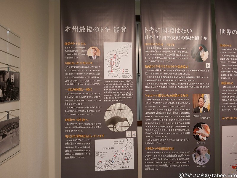 本州最後のトキ、トキは日中友好の懸け橋
