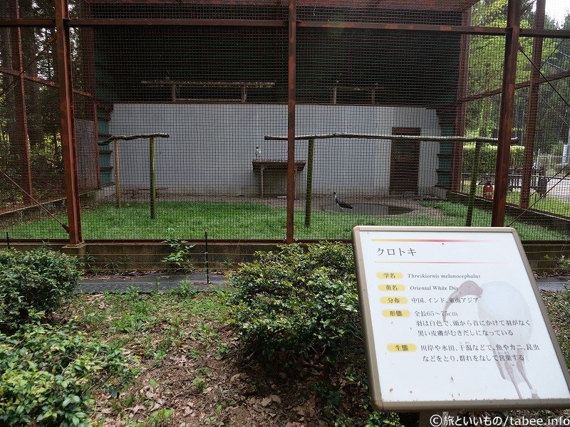 クロトキのゲージ