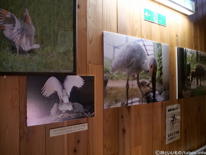 トキの良い感じの写真が沢山あります