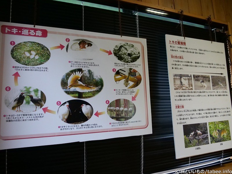 トキの繁殖について