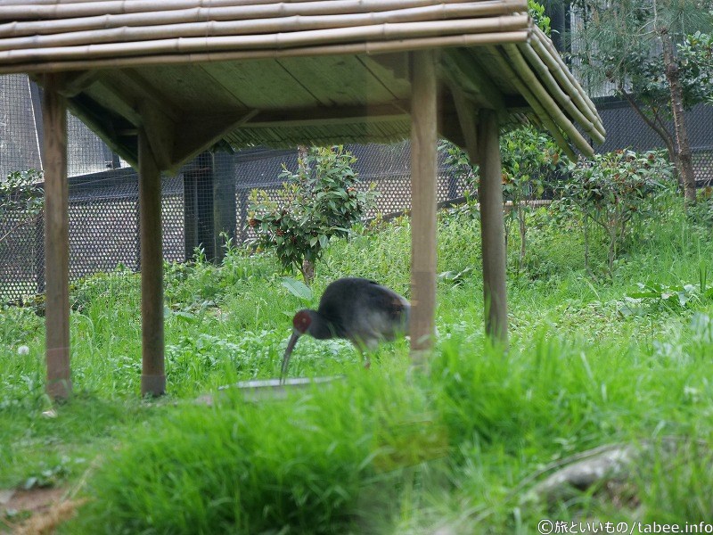 ぼやけたけれど、これが一番大きく撮れたトキ