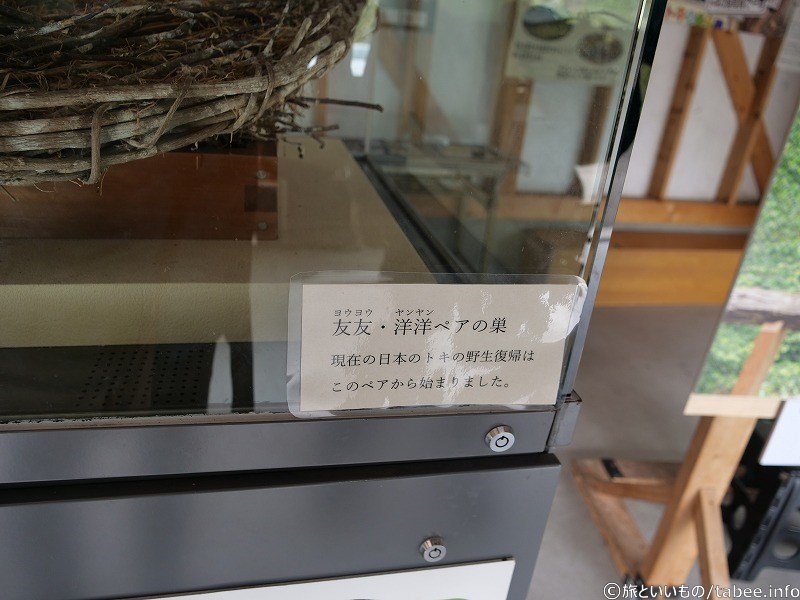 中国から贈呈された友友・洋洋ペアの巣