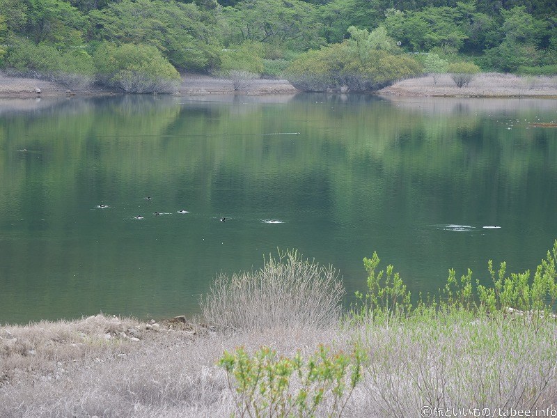 水鳥が賑やかでした