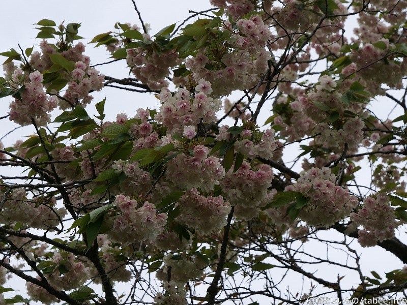 遅く咲く桜が咲いていましたよ（2024年4月30日）