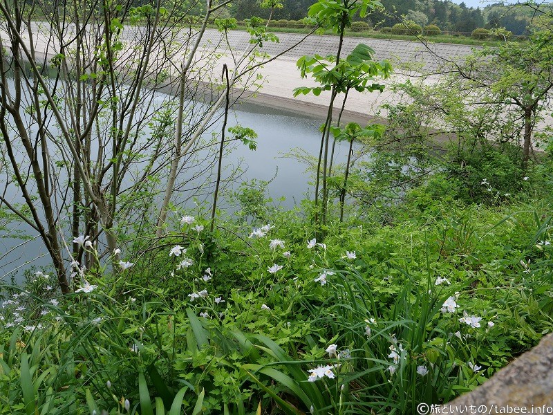 私は昆虫ではないけれど、花が咲いていると呼ばれたような気がします