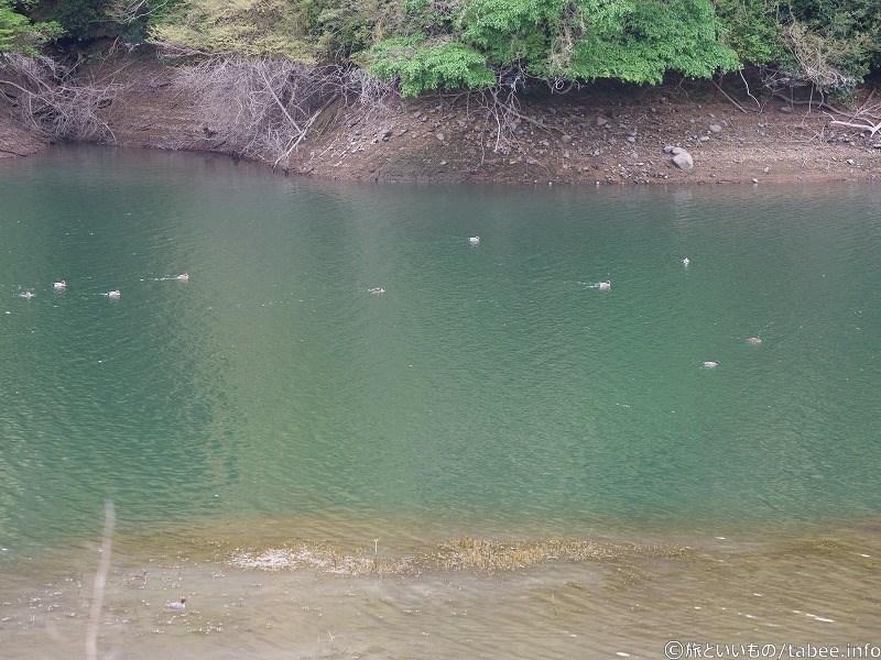 ヒドリガモっぽい顔が茶色い水鳥でした