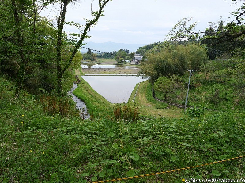 田んぼ
