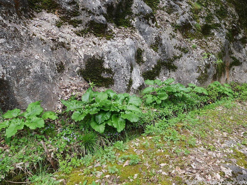 ダム周りの植物