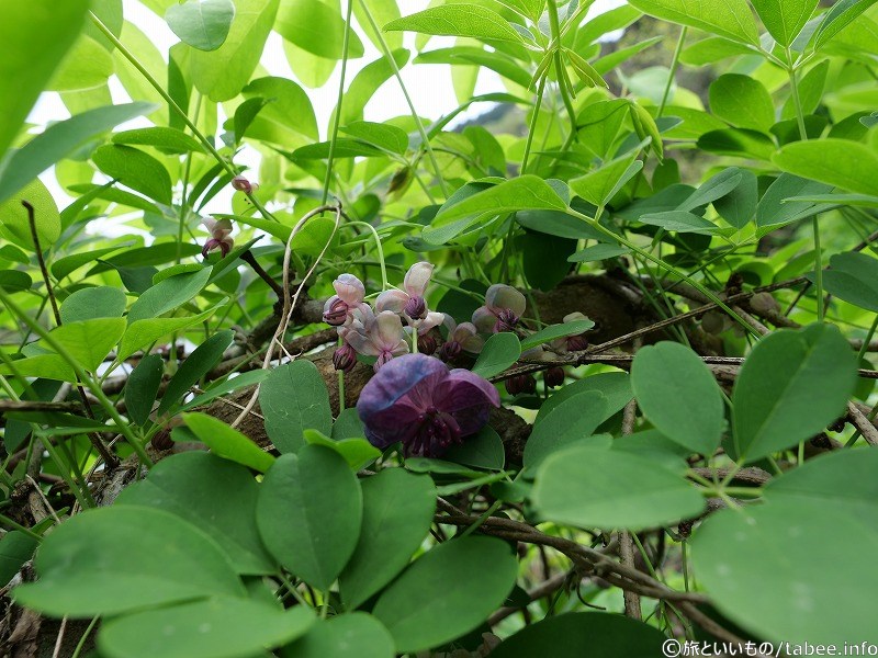 あけびの花が咲いていました