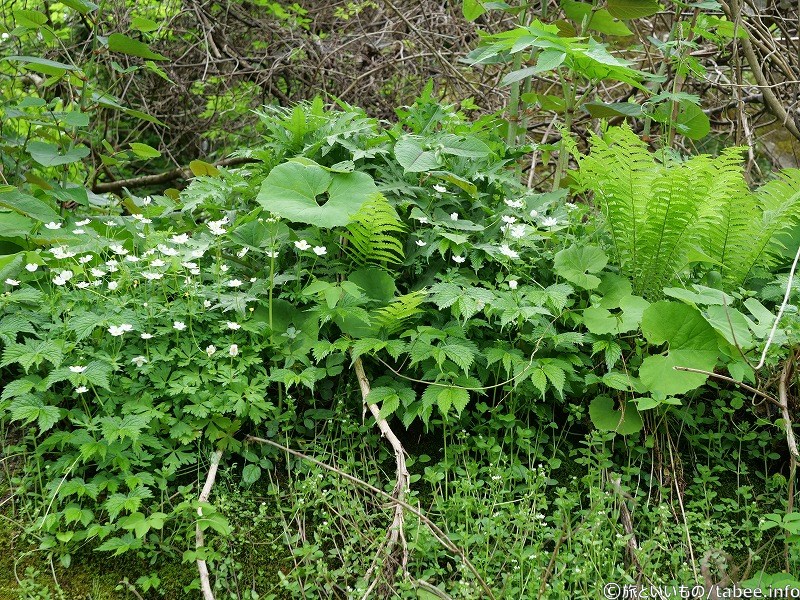 何種類の植物が分かりますか？