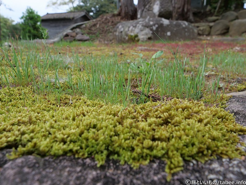 苔の上の植物がかわいかったので見て
