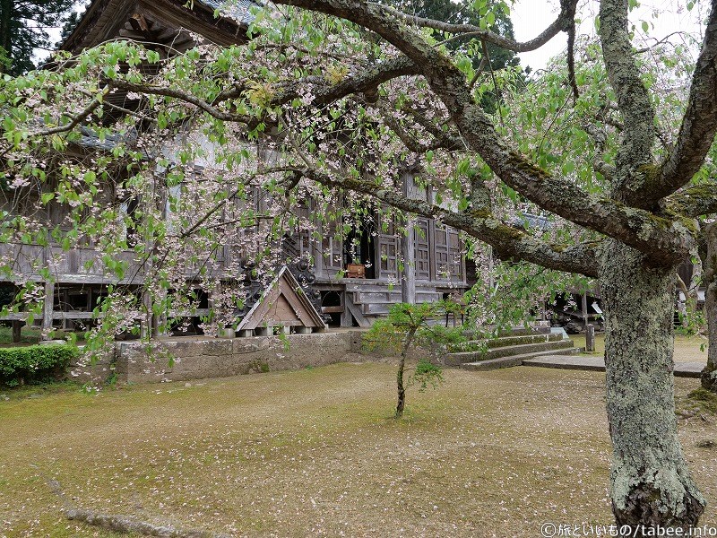 繊細な桜が咲いていました