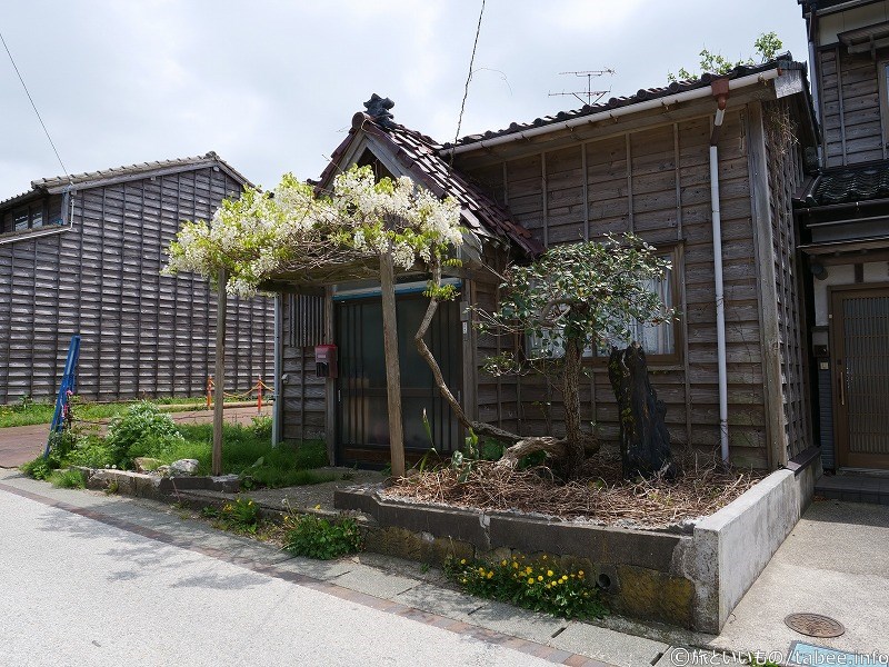 白い藤の花が可憐でいいですね