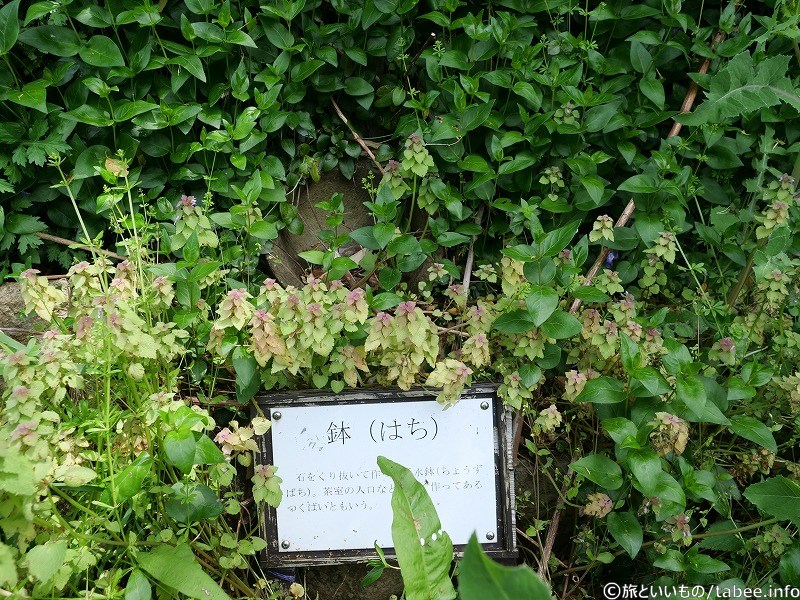 鉢（草に覆われてあまりよく見えませんでした）