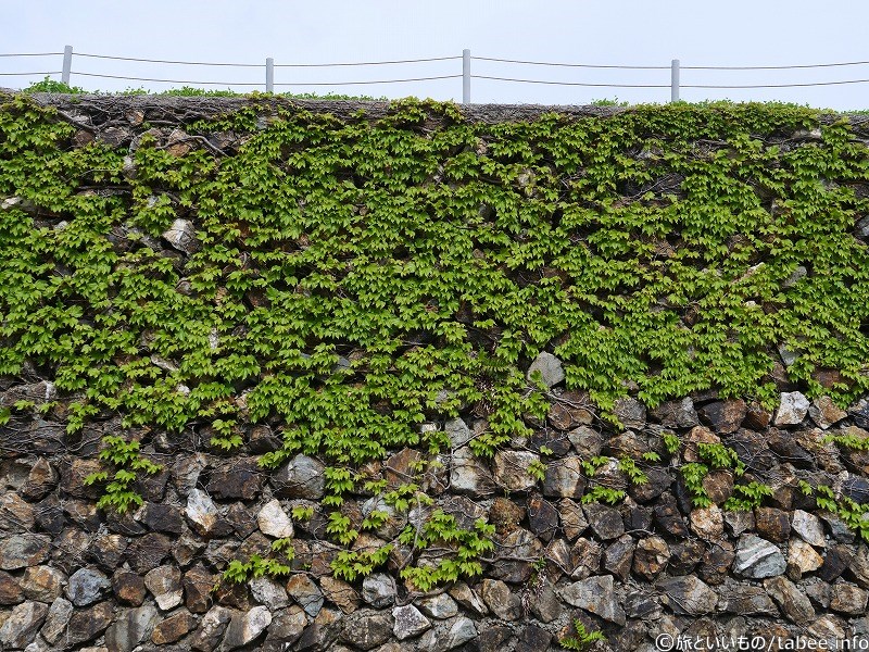 石垣と蔦