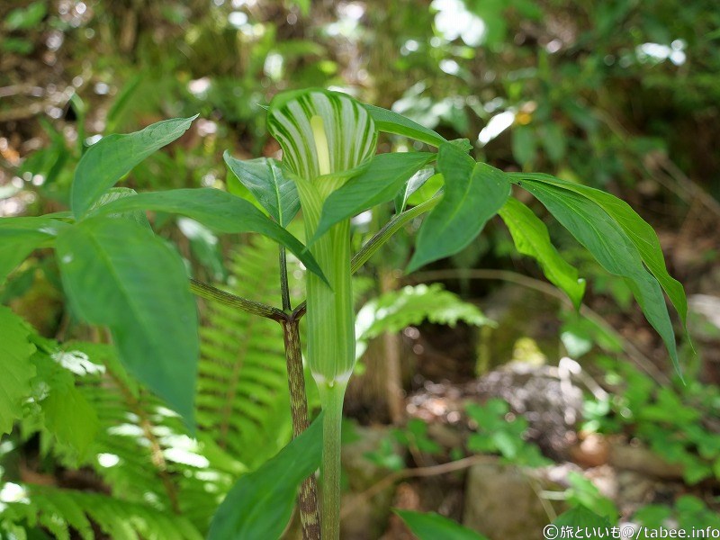 緑がきれいです