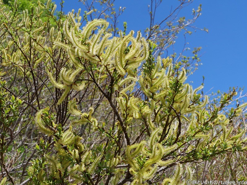 オオキツネヤナギでしょうか？