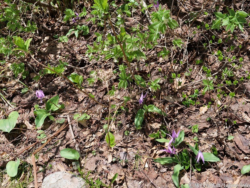 カタクリの花も咲いていました