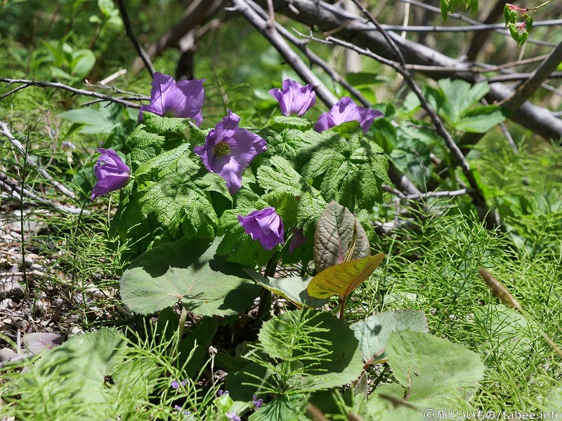 シラネアオイ（多分）