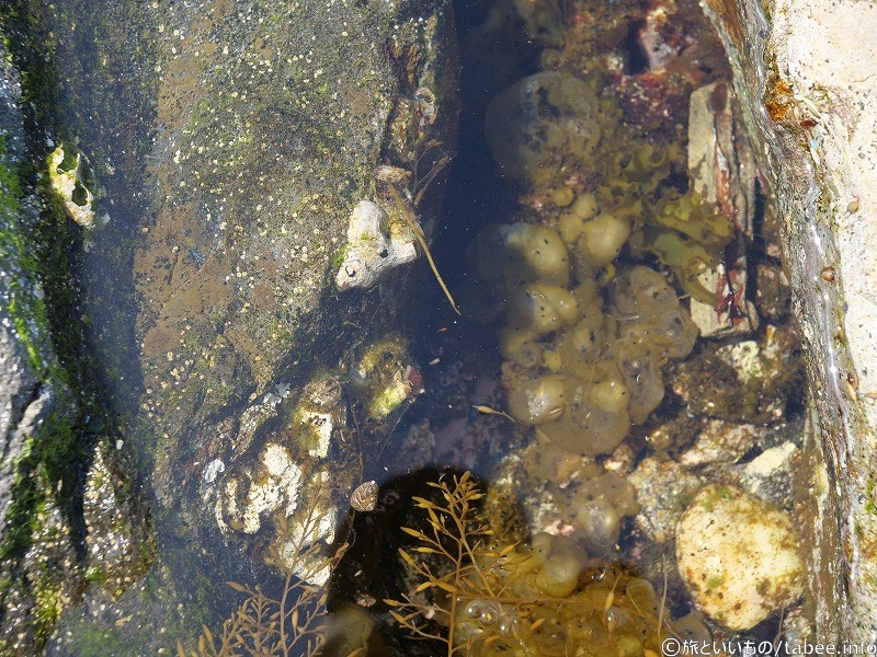 海辺の生き物②フクロノリ、巻貝