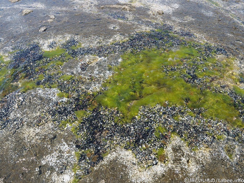 千畳敷の生き物①何に見えますか?