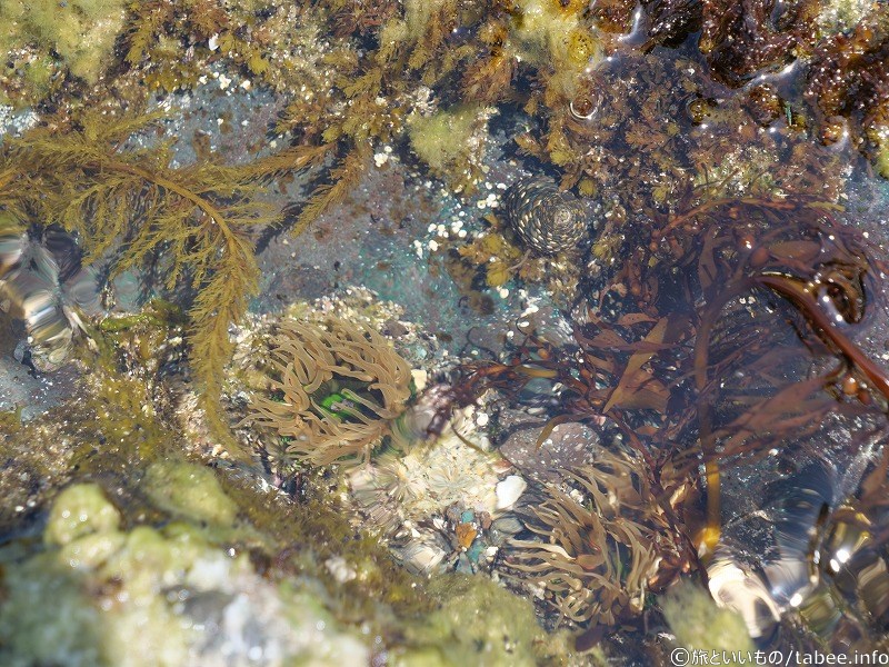 海辺の生き物④イソギンチャクと巻貝