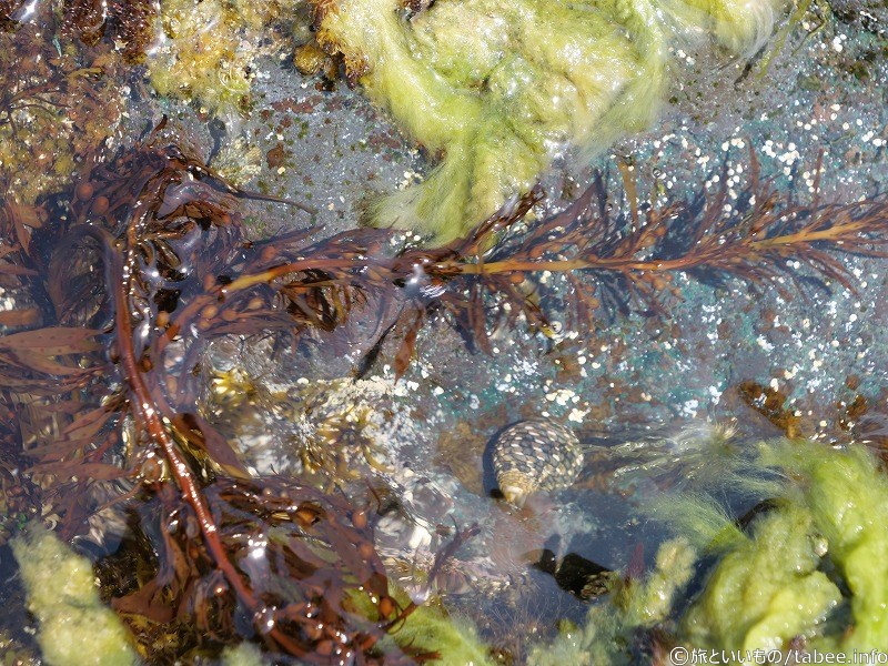 海辺の生き物⑤ホンダワラ(粒のある藻)、巻貝、ふわふわの綿っぽいのはシオグサ?