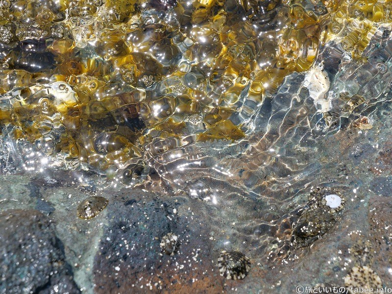 海辺の生き物⑦カサガイかな?水の表情がきれいです